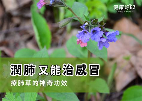 療肺草禁忌|療肺草：功效、營養價值、禁忌、正確食用方式